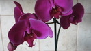 Phalaenopsis