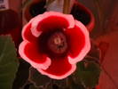 Picture 050