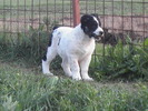 poze 04.05.2009 130