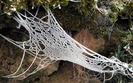 1077_spidersweb_1440x900