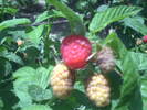 PICT0016