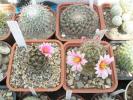 Mammillarii Sheldonii