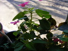 IMPATIENS
