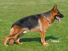 nikos