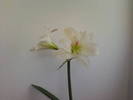 Copy of Fotografii-0025