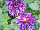 DSC00511