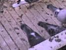 DSC00077