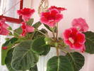 Gloxinie rosie simpla