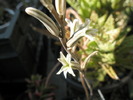 tija florala de la Haworthia truncata