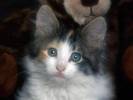 Kitten Poze Pisici Imagini Pisicute Wallpapers