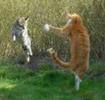 pisicile danseaza