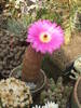 Echinocereus