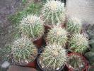 Echinocactus grusonii grup