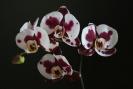 phalaenopsis