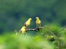 White-bellied Green-Pigeon