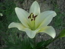 DSCI0643
