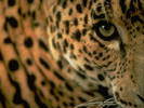 leopard4