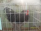 S6303596