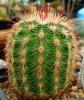 echinocereus_chloranthus_v_cylindricus_sb_919