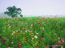 Wallpapers - Nature 9 - Field_of_Black-eyed_Susans_and_Cosmos,_Union,_Kentucky
