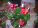 CRACIUNITA(SCHLUMBERGERA)