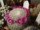 mammillaria_lanigera_2