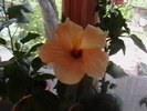 Picture 054