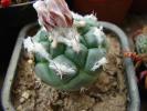 Turbimicarpus lophophoroides