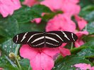 Zebra_Longwing
