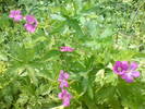 DSC01762