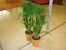 CYPERUS