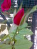 02082009516Trandafirul si bobocul