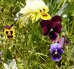 Panseluta (Viola tricolor)