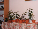 COLTISORUL VERDE