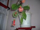 Flori - 2008
