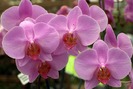 eb91c957bc_orhidee-pink