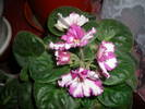 Violete de Parma