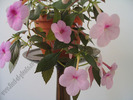 Achimenes Peach Blossom 5