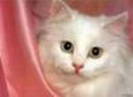 avatar pisicute 23796