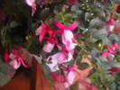 Picture 009