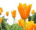 orange_flower