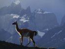 Guanaco, Chile