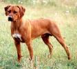 RHODESIAN RIDGEBACK
