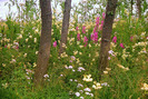 GLADE