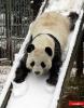 1878_panda_slide