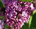 imagesCAYOW849