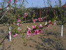 2009_04120070