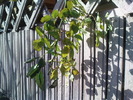DSC00656
