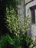 Yucca
