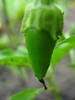 Bulgarian Carrot Pepper (2009, June 23)